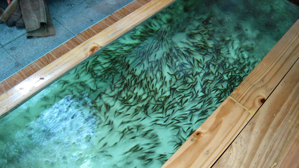 thailand-fish-spa